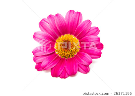 pink daisy 26371196