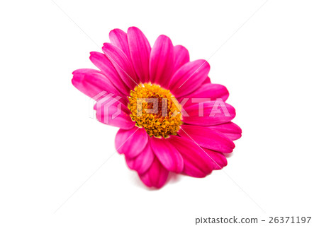 pink daisy 26371197