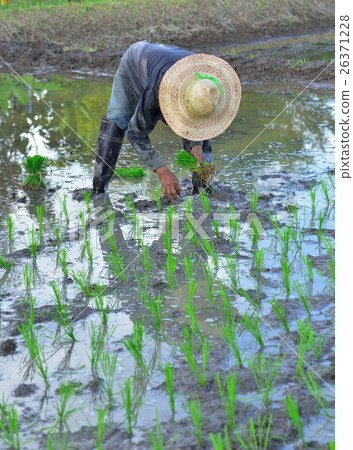 farmer working in a field farmer working in a field 26371228