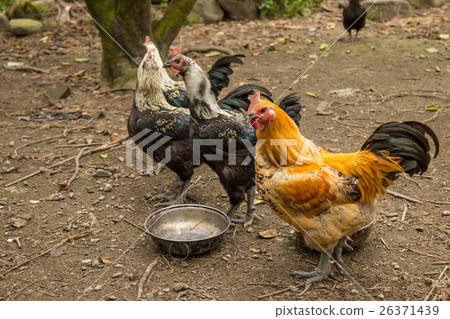 金雞報喜 26371439