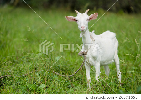 Baby goat 26371653