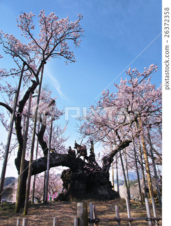 图库照片【天然纪念碑】日本的三大樱花树y.yanchaka sakura