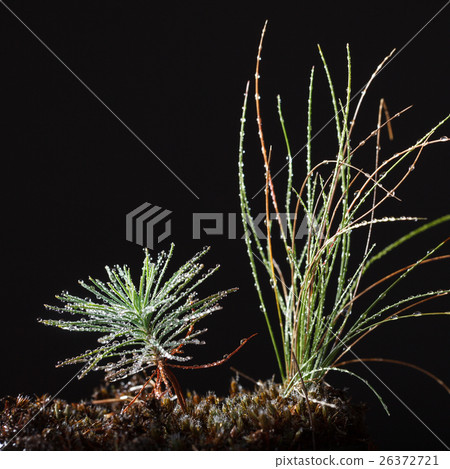 Fir plantlet and grass after rain 26372721