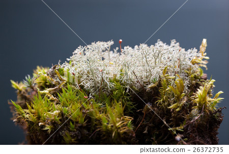 Lichen on moss tussock 26372735