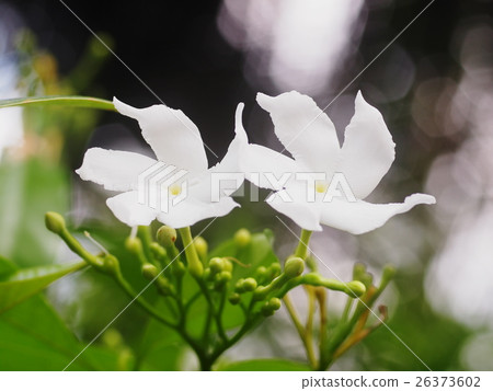 white Gerdenia Crape Jasmine, white flowers white Gerdenia Crape Jasmine, white flowers 26373602