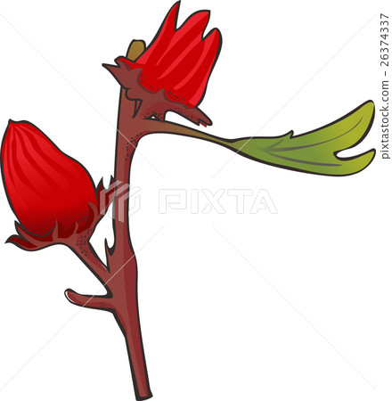 洛神 洛神葵 玫瑰茄 洛神花 洛神 洛神葵 玫瑰茄 洛神花 26374337