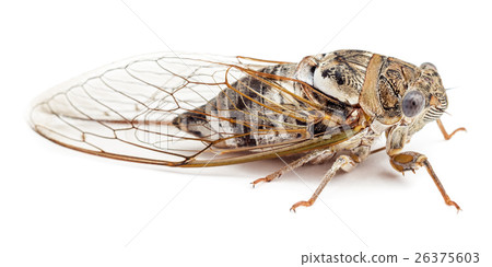 Cicada isolated on white background 26375603