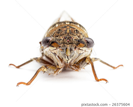 Cicada isolated on white front view 26375604