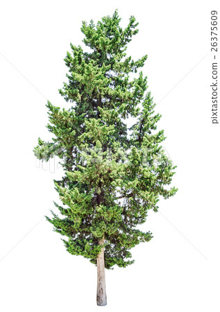 Cypress tree isolated Cypress tree isolated 26375609