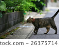 Walking cat 26375714