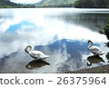 swan, swans, lake 26375964