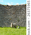 sheep, parenthood, parent and child 26375965