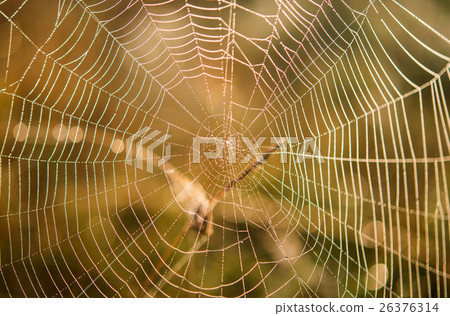 Spider net Macro Spiderweb Spider net Macro Spiderweb 26376314
