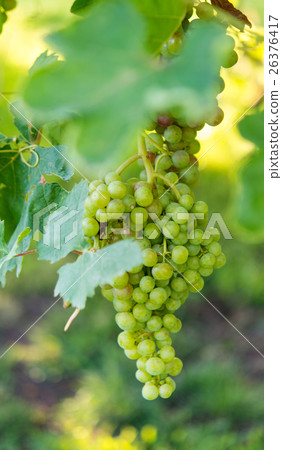green grapes green grapes 26376417