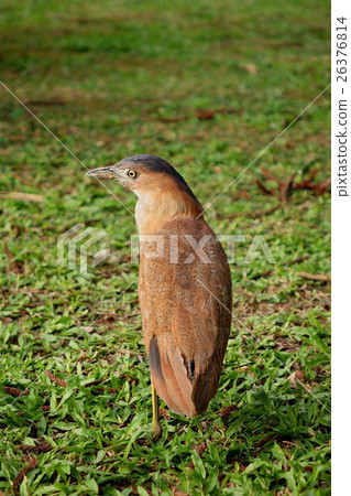 Malayan Night Heron standing on the grass 26376814