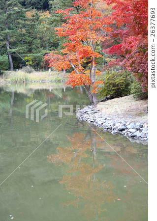 淨土地花園的歷史遺址Shirahama Amidado邊界秋天 - 2016年 淨土地花園的歷史遺址Shirahama Amidado邊界秋天 - 2016年 26377693