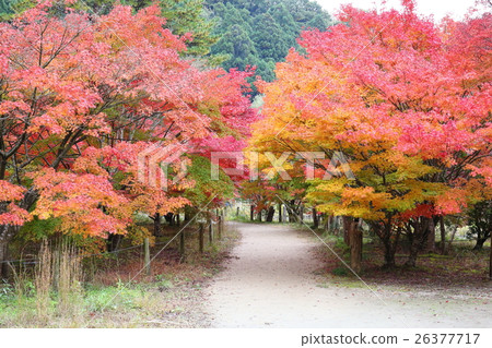 Historic site Shirahama Amidado boundary Fall of the Pure Land Garden - 2016 26377717