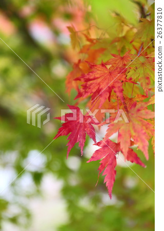 Passing Bell ~ Fall of Shirahama Amidado Fall 2016 26377810