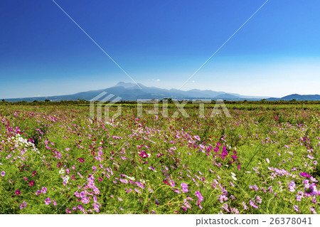 Natural dry lands Flower zone Cosmos Natural dry lands Flower zone Cosmos 26378041