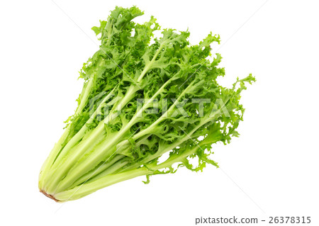 endive endive 26378315