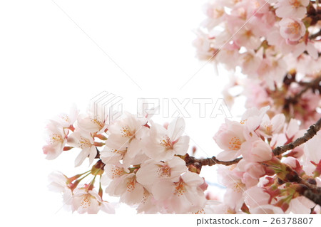 吉野櫻花樹 26378807