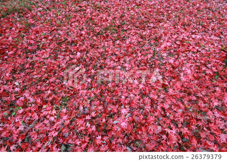 Fallen leaves 26379379