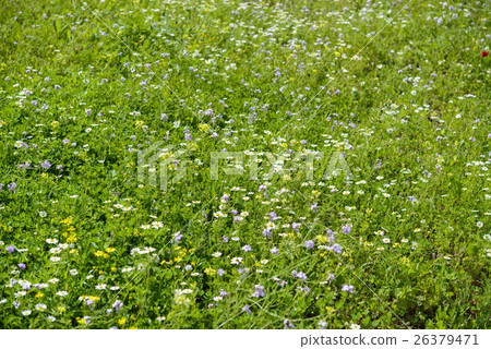  Flower garden 26379471