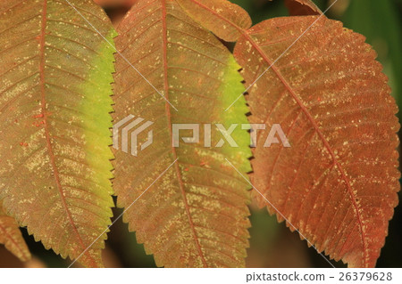 Natural plant Nurde, leaves where autumn leaves started. It seems that the place usually hitting sunlight will color first Natural plant Nurde, leaves where autumn leaves started. It seems that the place usually hitting sunlight will color first 26379628