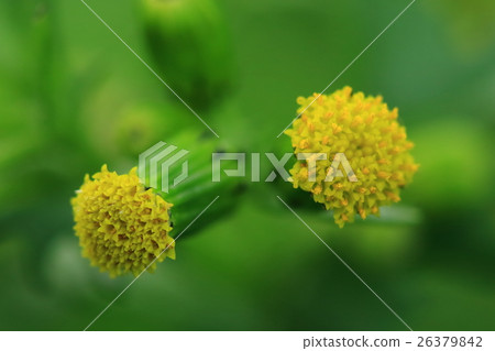 Natural plant noborogiku is in full bloom. Perhaps more than one hundred flowers should gather and bloom 26379842