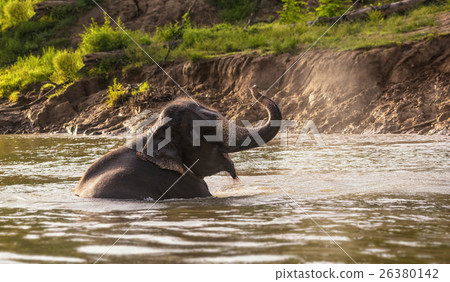 Elephant bathing on the river at the forest, Kanchanaburi province, thailand, Animal and Nature travel concept Elephant bathing on the river at the forest, Kanchanaburi province, thailand, Animal and Nature travel concept 26380142