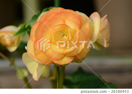 燈泡BECONIA 26380453