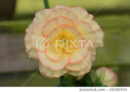 燈泡BECONIA 26380454