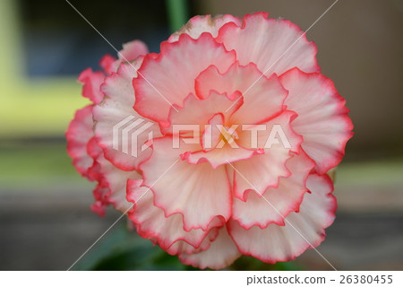 燈泡BECONIA 燈泡BECONIA 26380455