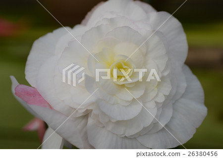 燈泡BECONIA 26380456