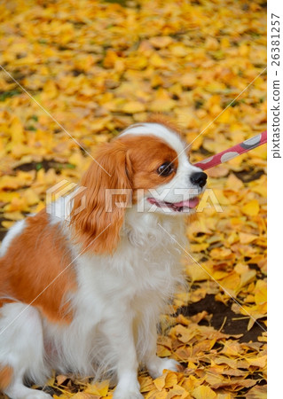 騎士和銀杏黃葉 26381257