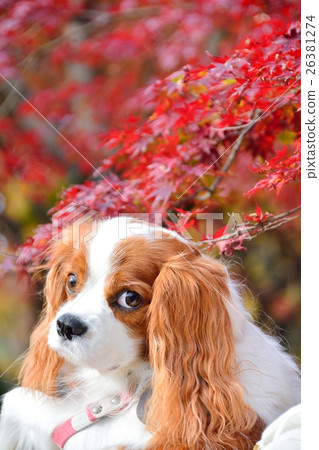 Cavalier and autumn leaves Cavalier and autumn leaves 26381274