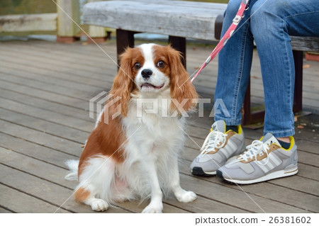 Contact dogs at Yoyogi Park 26381602