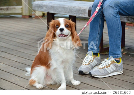 Contact dogs at Yoyogi Park 26381603