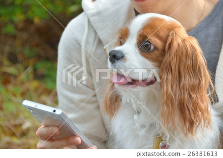 Contact dogs at Yoyogi Park Contact dogs at Yoyogi Park 26381613