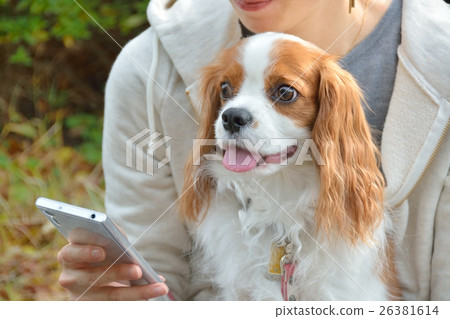 在代代木公園聯繫狗 26381614