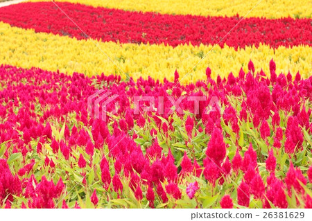 Biei Hokkaido Hill四季綾 Biei Hokkaido Hill四季綾 26381629