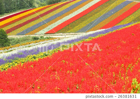 Biei Hokkaido Hill四季綾 Biei Hokkaido Hill四季綾 26381631