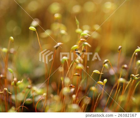 Spring Buds 26382167