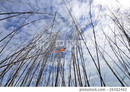 Little bird on dried tree under blue sky 26382402
