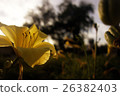 日落和黃色的花朵 26382403