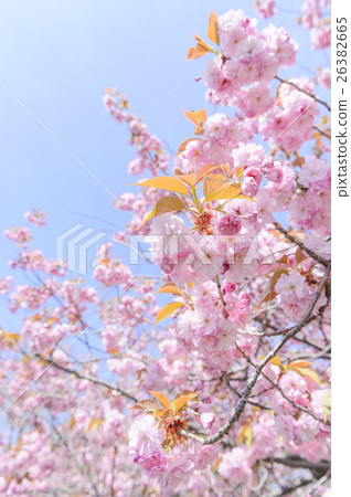 雙櫻花 26382665