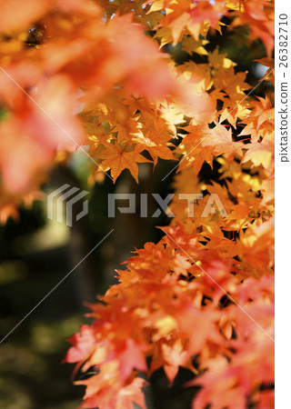 Autumn leaves (+ front blur) 26382710