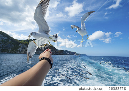 Cruising with Shakotan (feeding of seagulls) 26382758