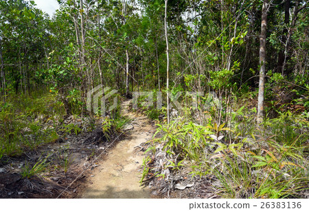 Trail in the rainforest at Bako National Park 26383136