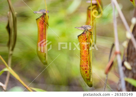 Carnivorous pitcher plant. Nepenthes albomarginata 26383149